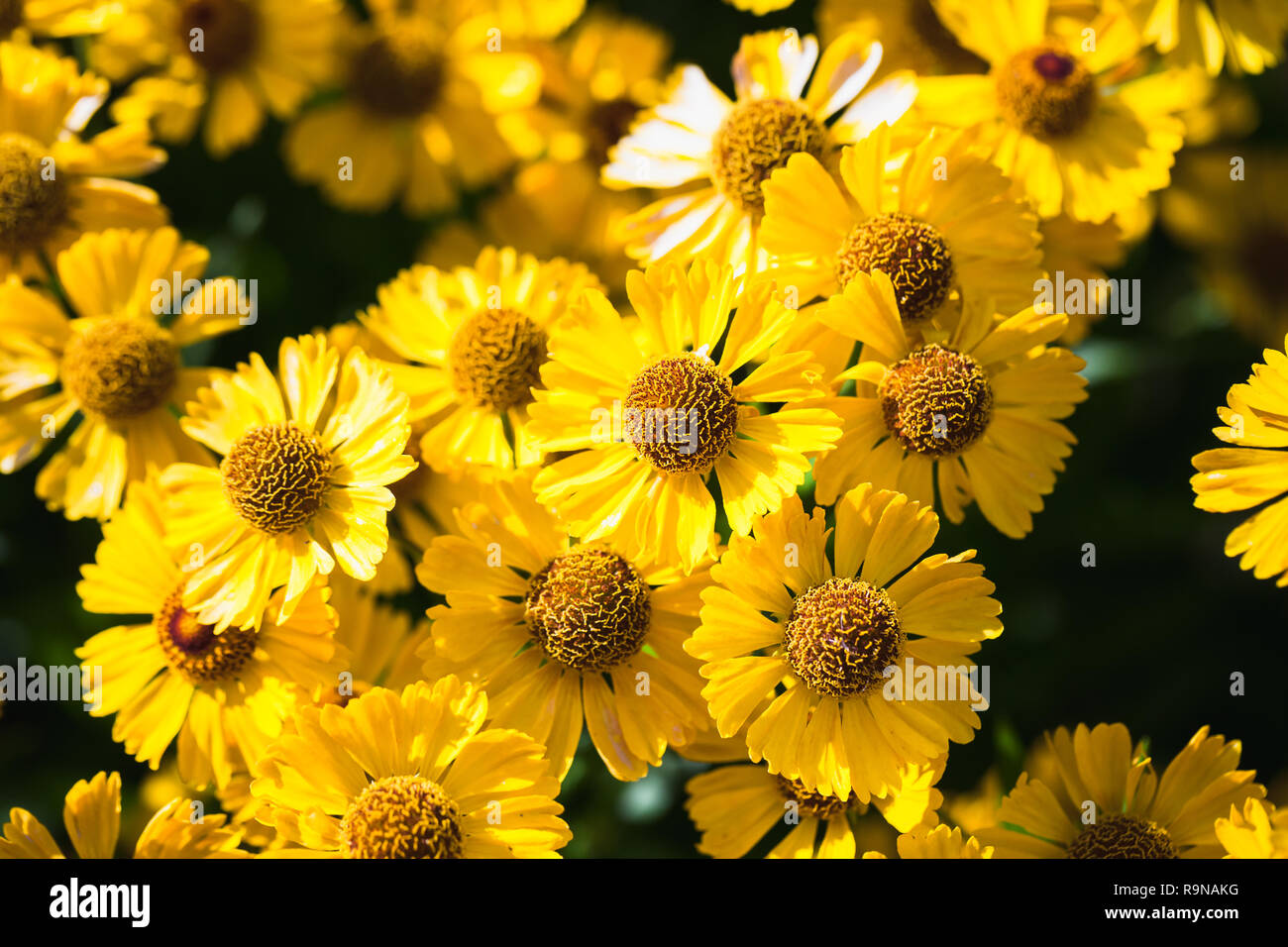 Yellow helenium flowers growing in garden, photo with selective focus Stock Photo