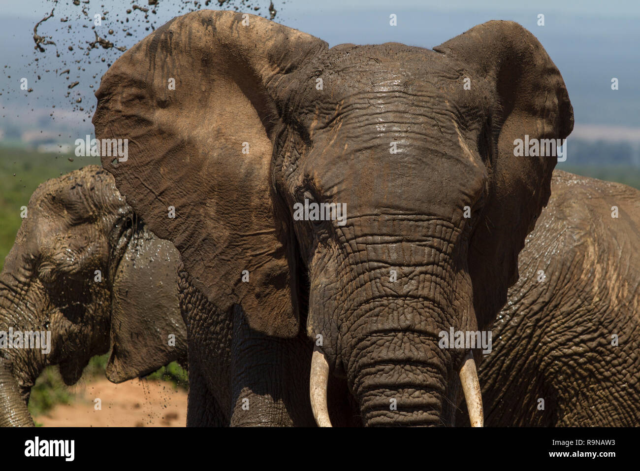 Elephant sprays mud over its body, Addo Elephant National Park, South Africa Stock Photo