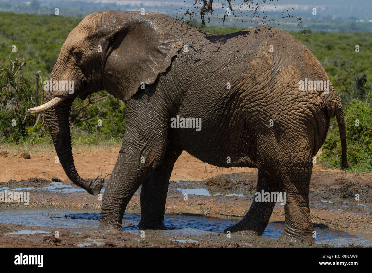 Elephant sprays mud over its body, Addo Elephant National Park, South Africa Stock Photo