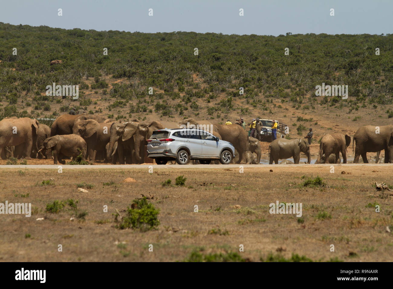 SUV approaches elephants on safari in Addo Elephant National Park, South Africa. A large group of elephants cool off at Hapoor Dam. Stock Photo