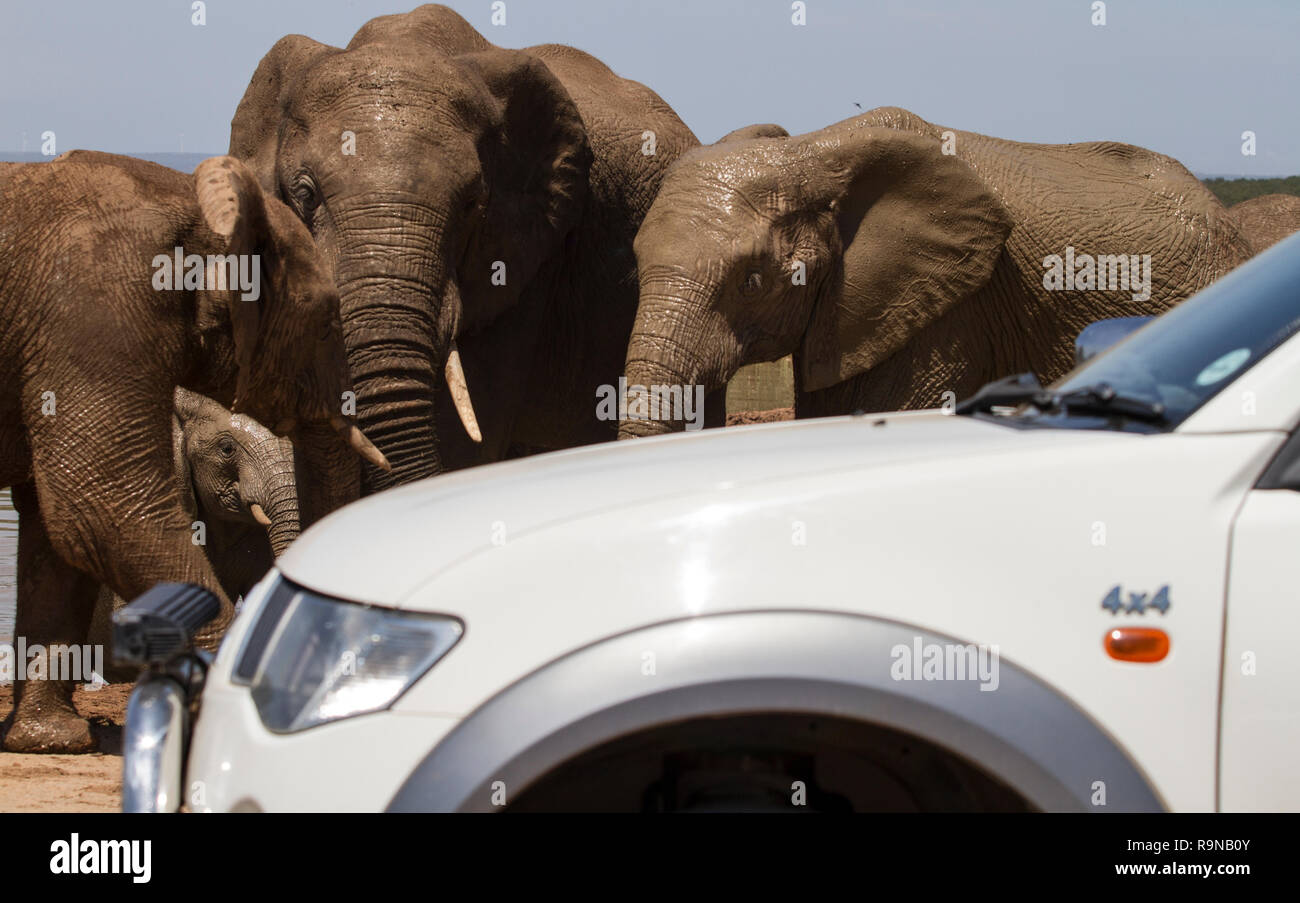 SUV approaches elephants on safari in Addo Elephant National Park, South Africa. A large group of elephants cool off at Hapoor Dam. Stock Photo