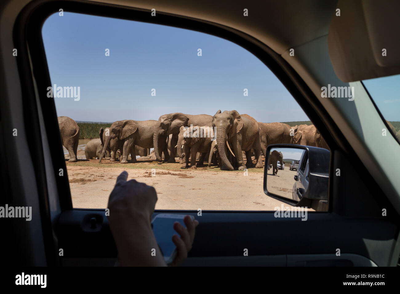 On a safari game drive at Addo Elephant National Park, South Africa. Watching a herd of elephants at Hapoor waterhole from inside the car. Stock Photo