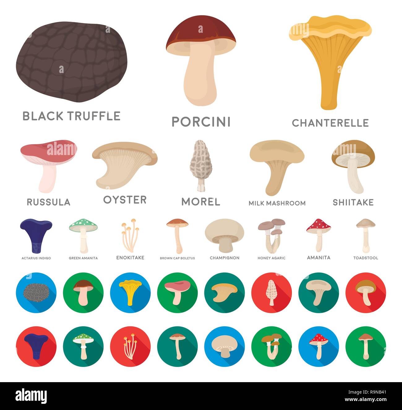 actarius,agaric,amanita,art,boletus,brown,cap,cartoon,flat,champignon ...