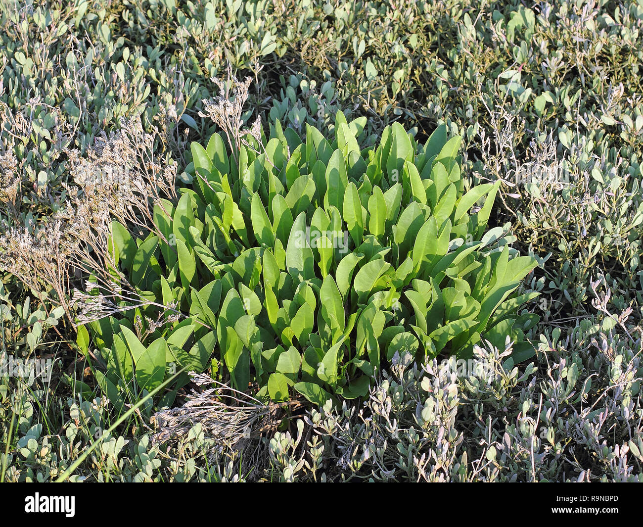 Young leaves of Lilac beach on a salt marsh in spring Stock Photo