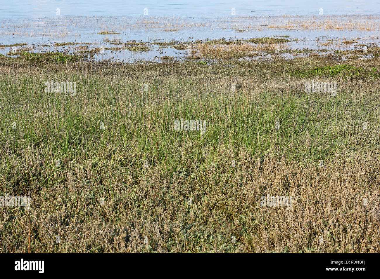 Saltmarsh on the Island of Sylt in spring Stock Photo