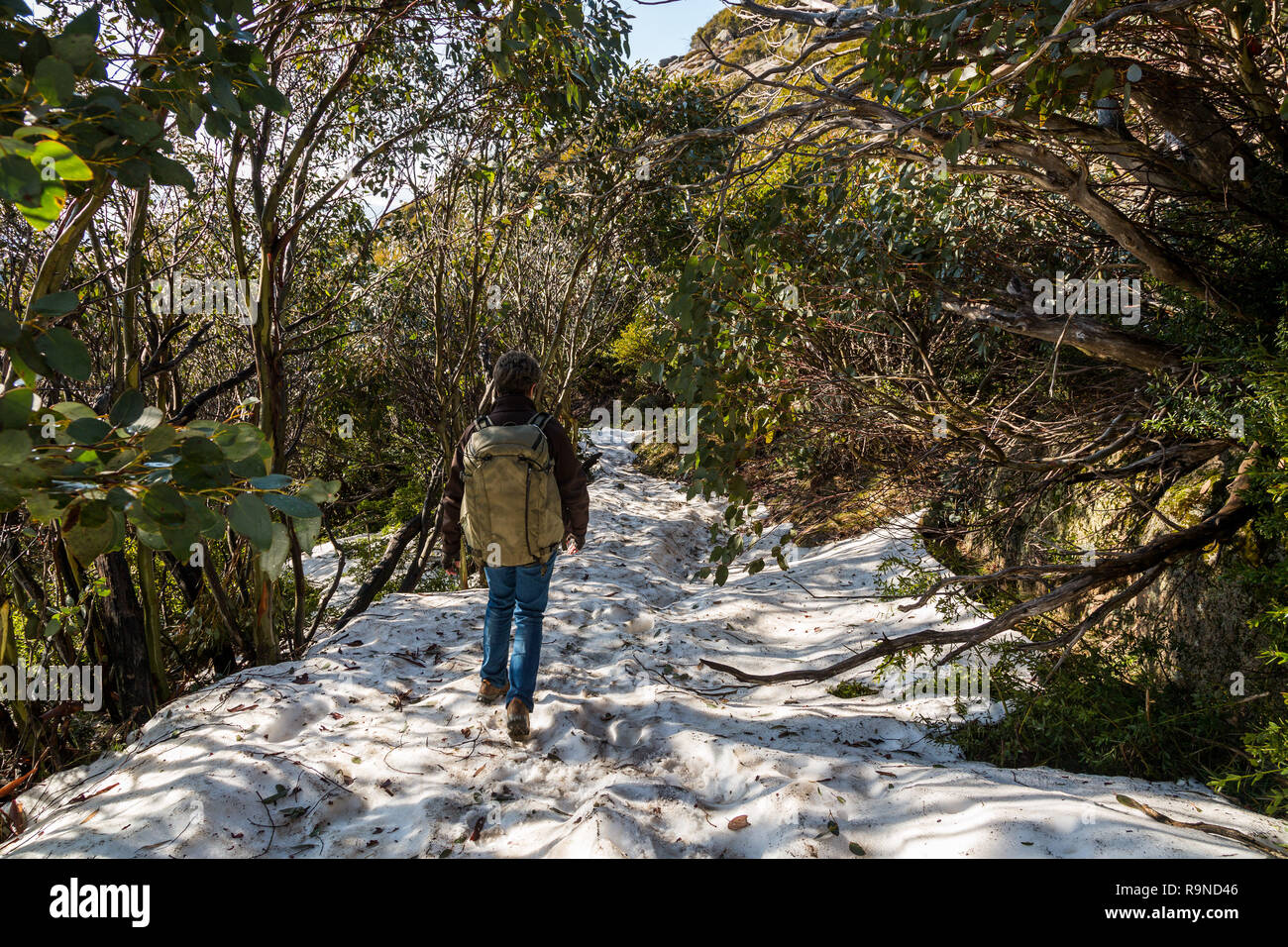 Lady walking in the woods hi-res stock photography and images - Alamy