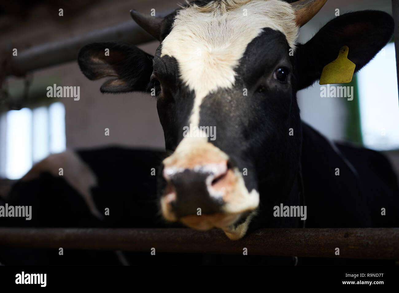 Head of cow Stock Photo
