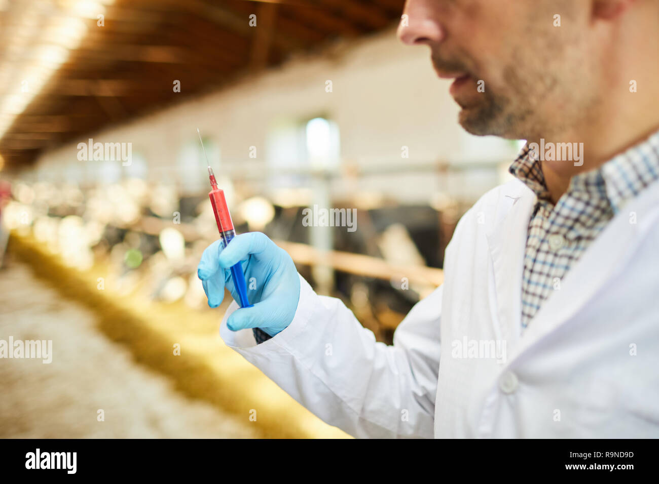Cattle injection hi-res stock photography and images - Alamy