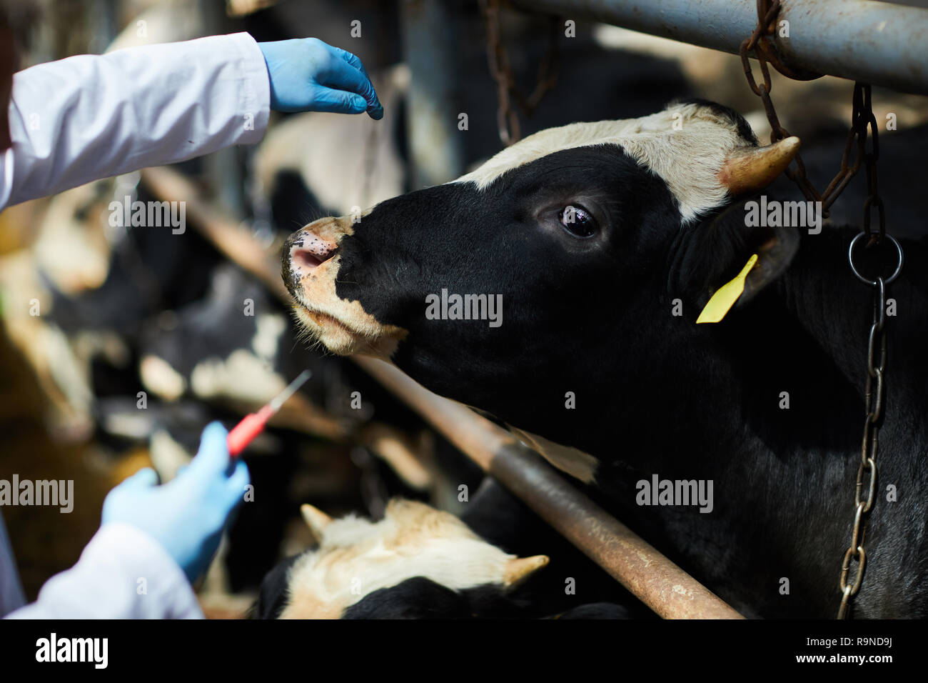 Cow having injection Stock Photo Alamy