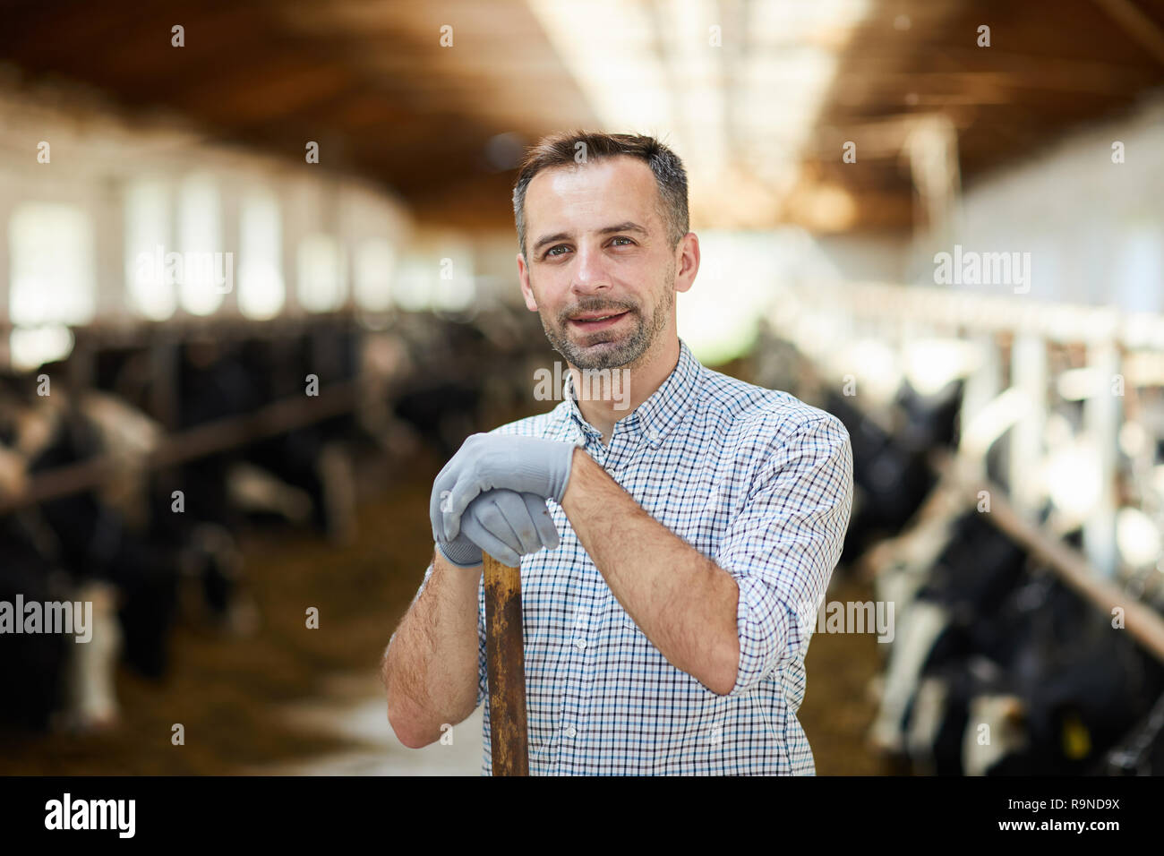Working in cowshed Stock Photo - Alamy