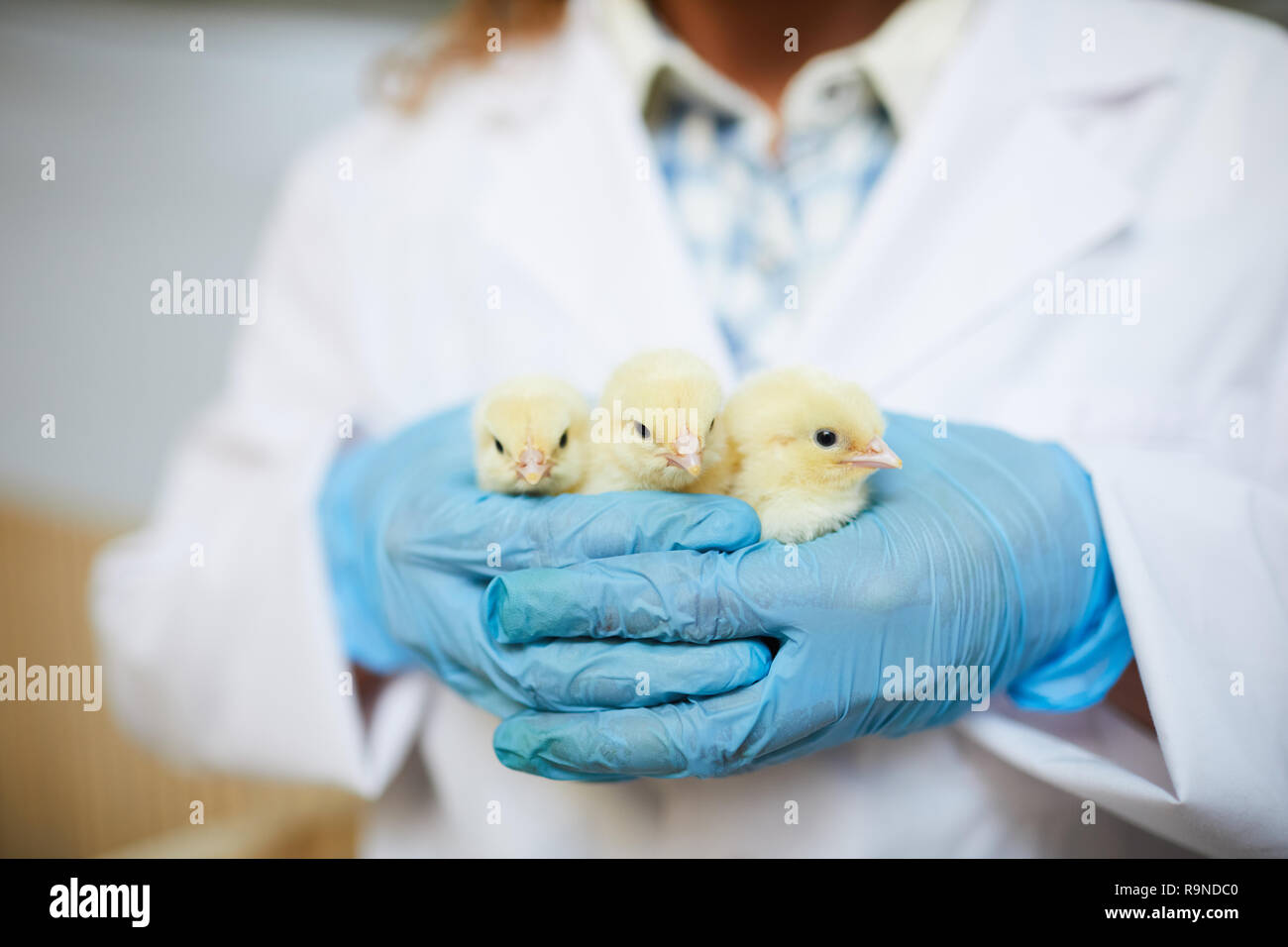 Chicks in hands Stock Photo
