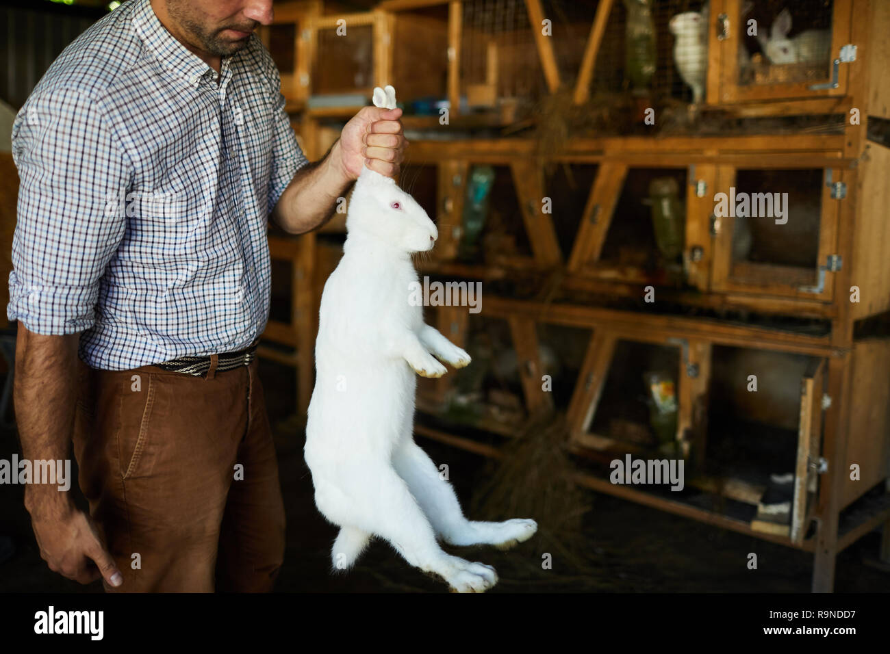 Weight of rabbit Stock Photo Alamy