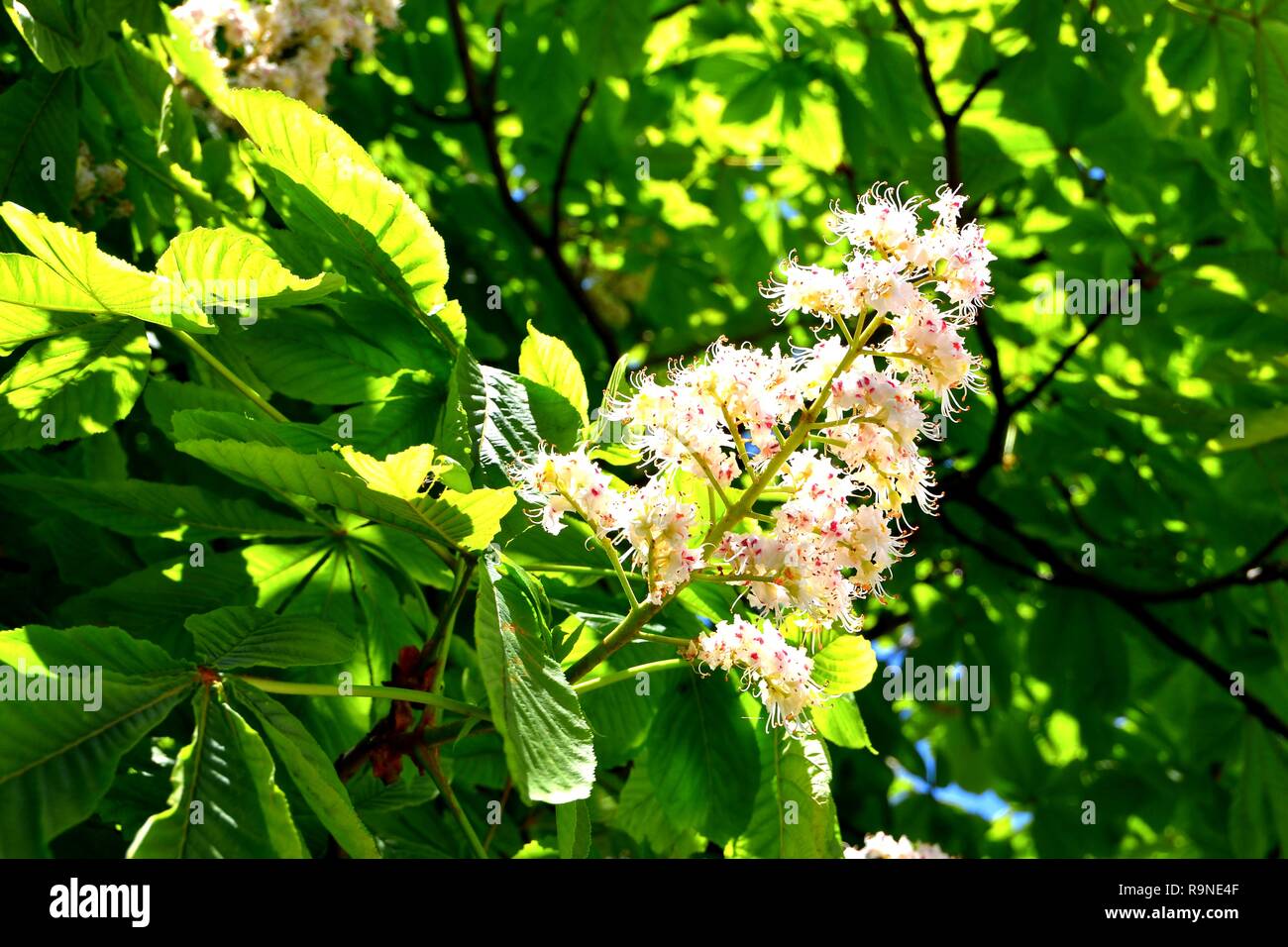 Chestnut wood furniture hi-res stock photography and images - Alamy