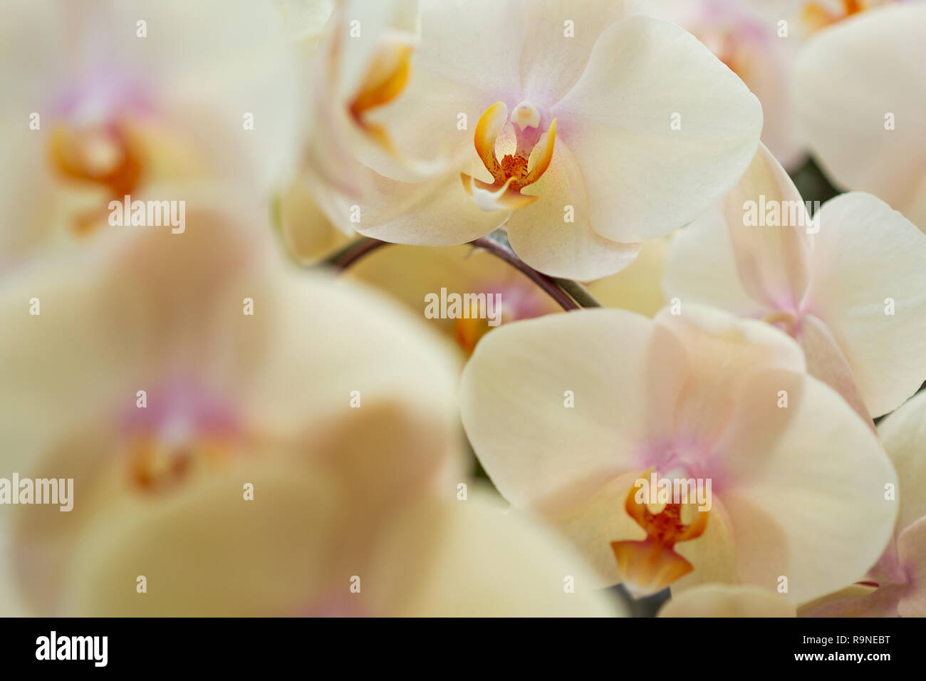 Dense Bouquet of Yellow Phalaenopsis Orchid Stock Photo