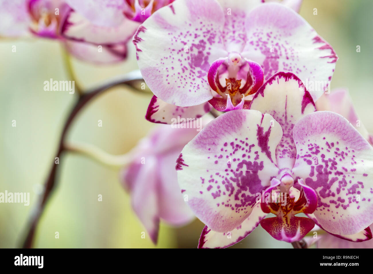 Pink Spotted Phalaenopsis Orchid Stock Photo