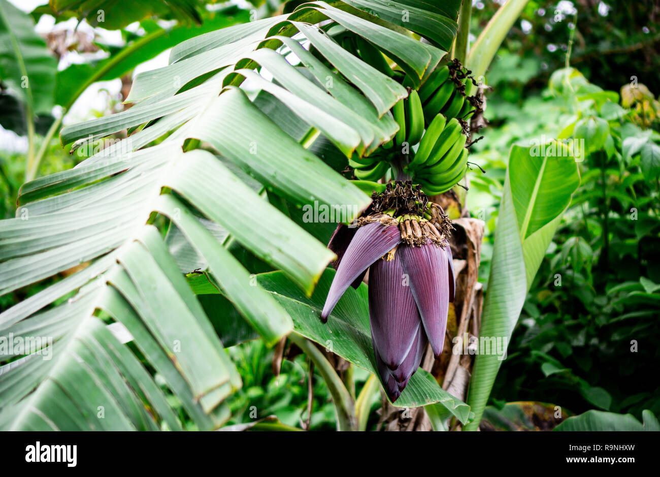 Vineales hires stock photography and images Alamy