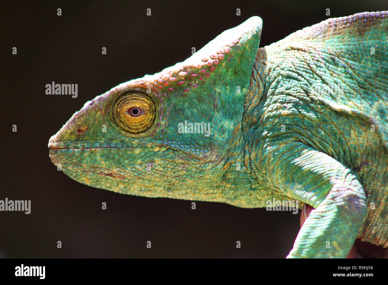 Stunning sideways portrait og Parson's chameleon, Andasibe, Madagascar Stock Photo