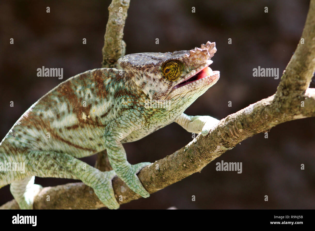 Parson's chameleon, Andasibe, Madagascar Stock Photo