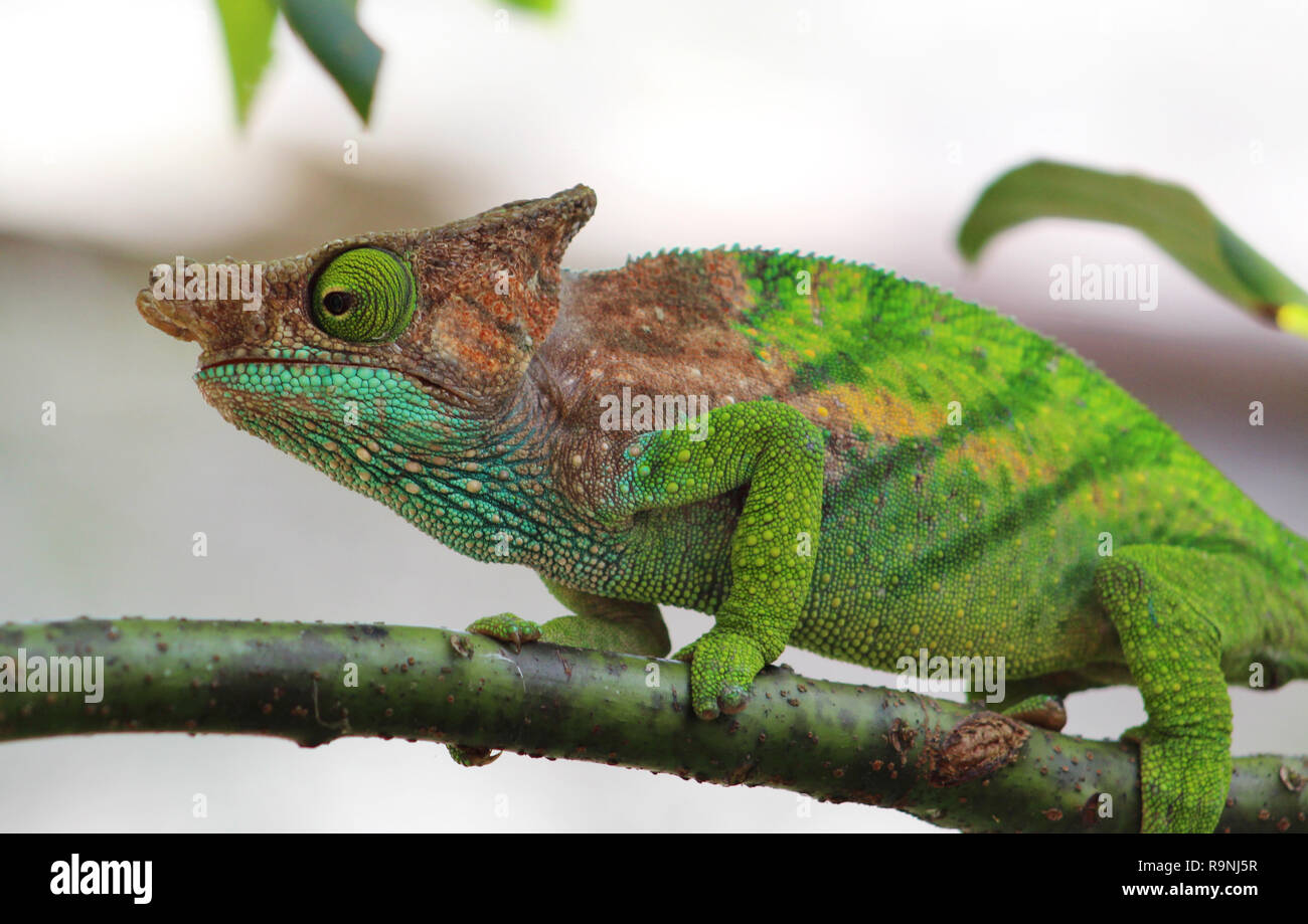 Parson's chameleon, Andasibe, Madagascar Stock Photo