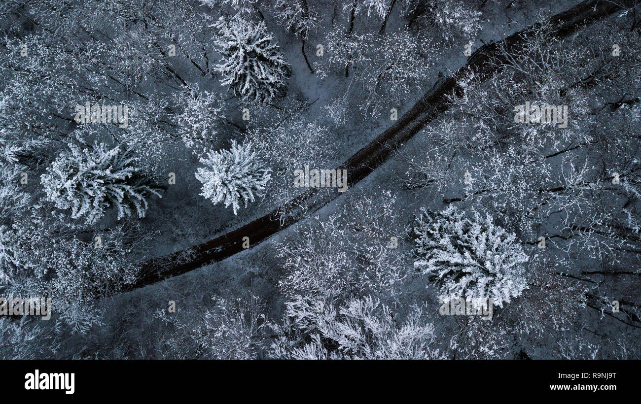 Winter tree tops Stock Photo