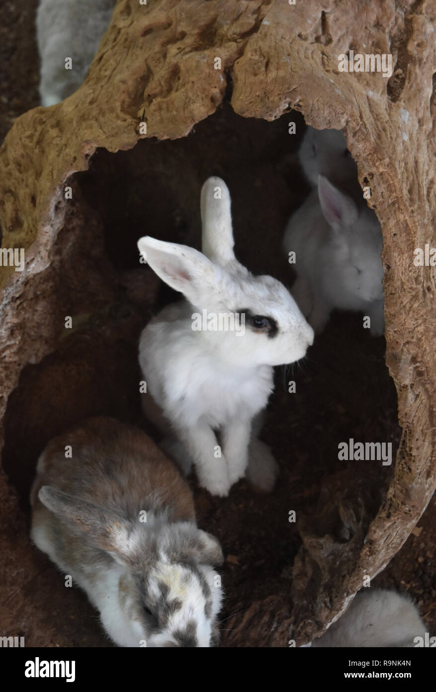 White Rabbit Leg Wild white rabbit on his back legs in a log Stock Photo - Alamy