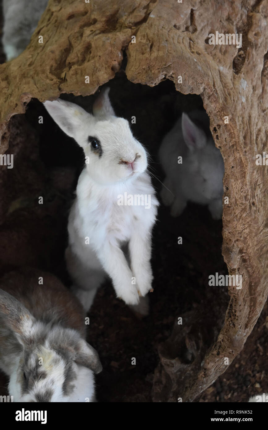 Really cute fluffy rabbits hiding in a hollow log Stock Photo Alamy