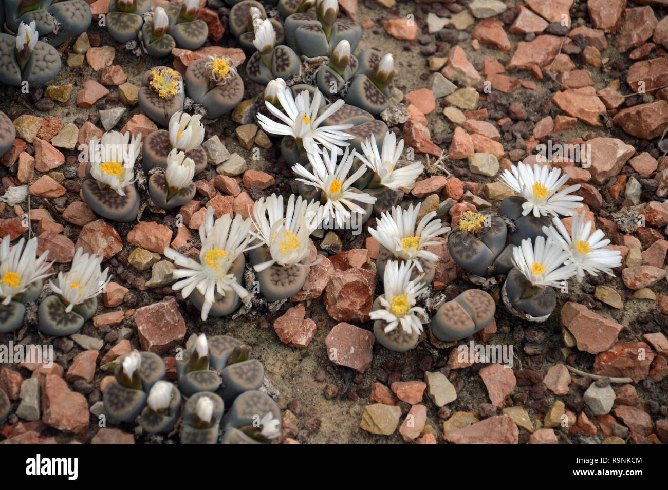 Peyote, a small spineless cactus with psychoactive alkaloids, particularly mescaline, from Mexico Stock Photo
