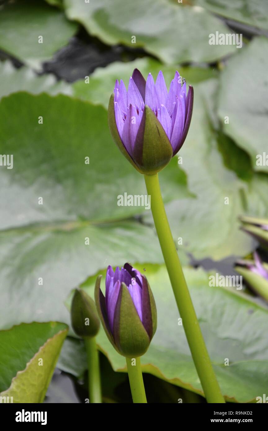 water lilies in the fall Stock Photo - Alamy