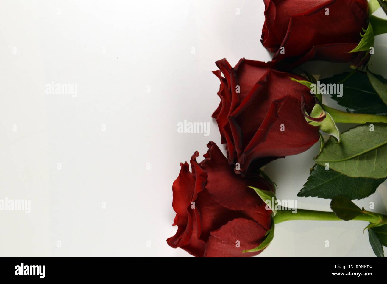 Three red rose on white background, for Valentine’s day Stock Photo - Alamy