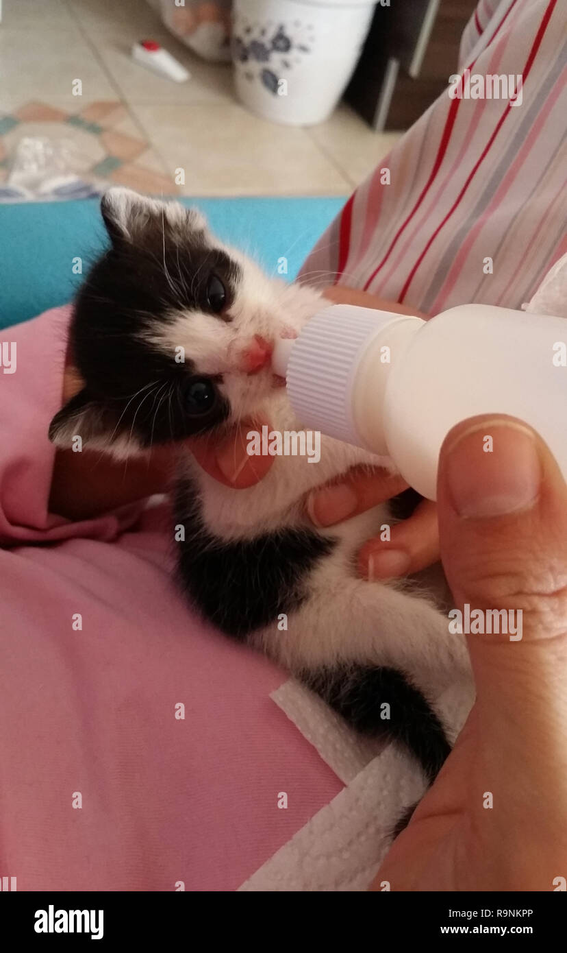 Feeding kitten with milk replacer Stock Photo Alamy