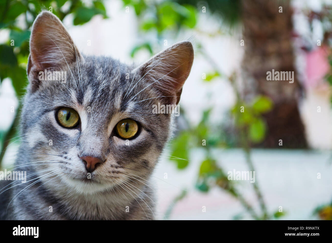 Cute tabby cat looking at the camera Stock Photo - Alamy
