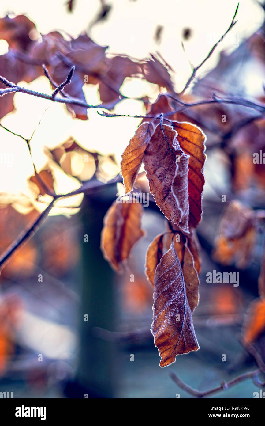 Frost rime covered leaves hi-res stock photography and images - Alamy