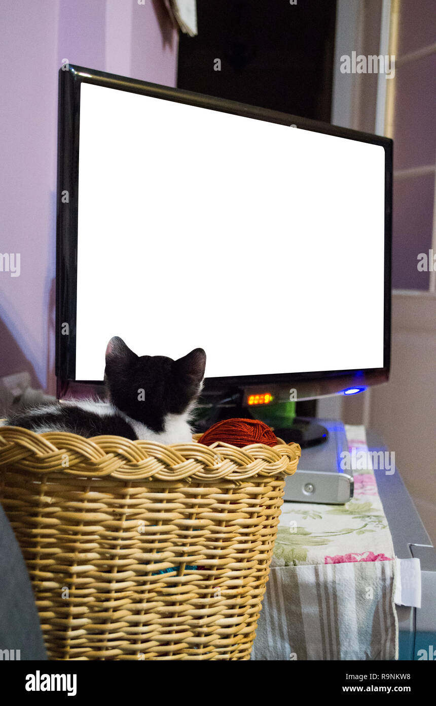 Cute kitten sitting in wicker basket is watching tv Stock Photo