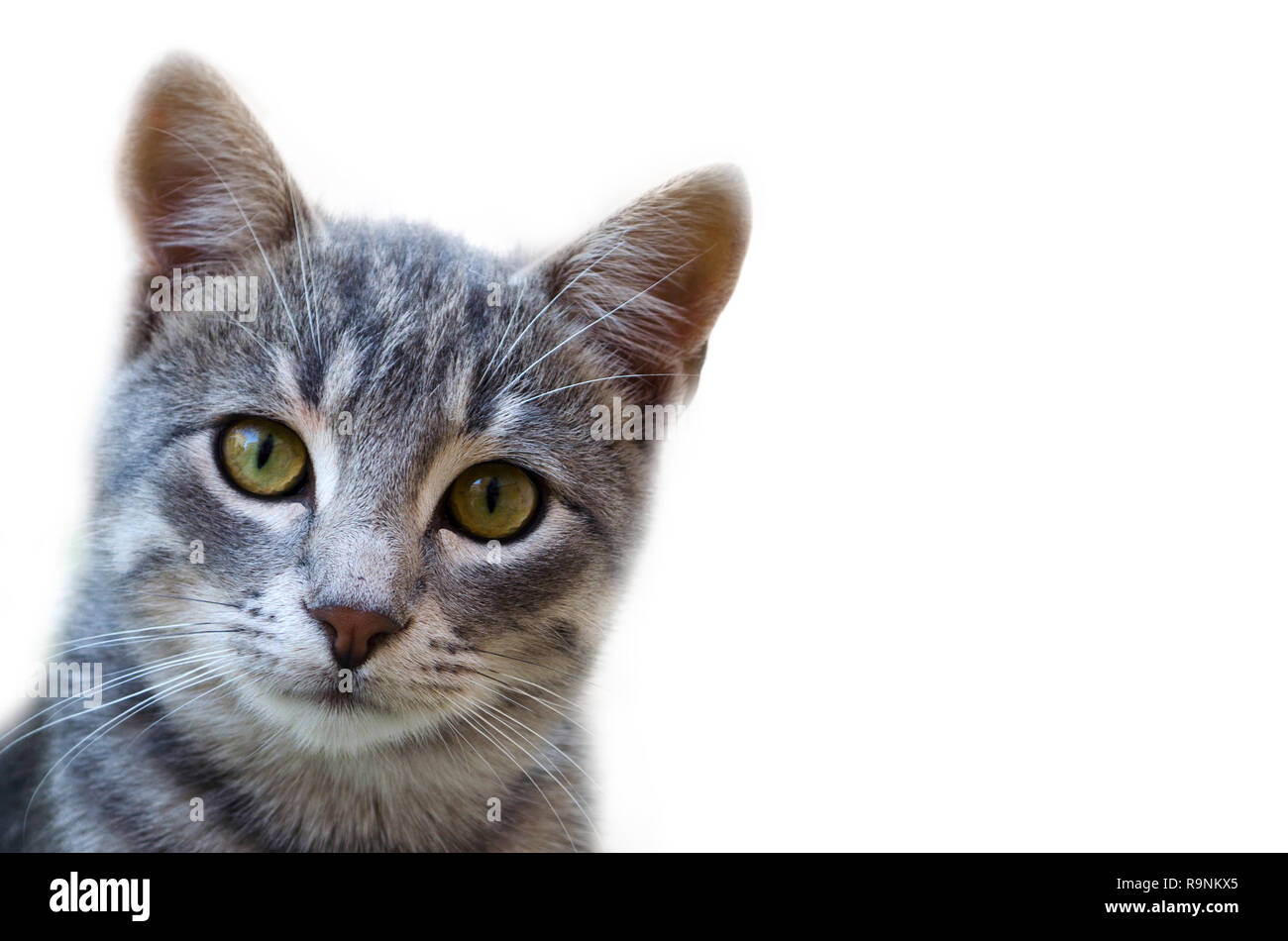 Cute cat looking at the camera isolated on white background Stock Photo ...