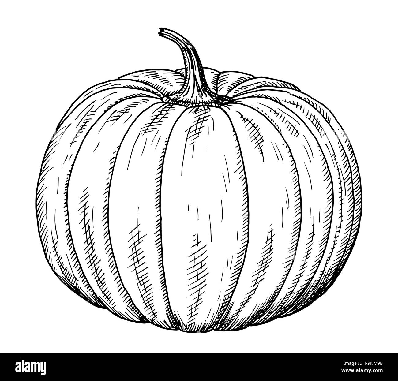 Pumpkin drawing hi-res stock photography and images - Alamy