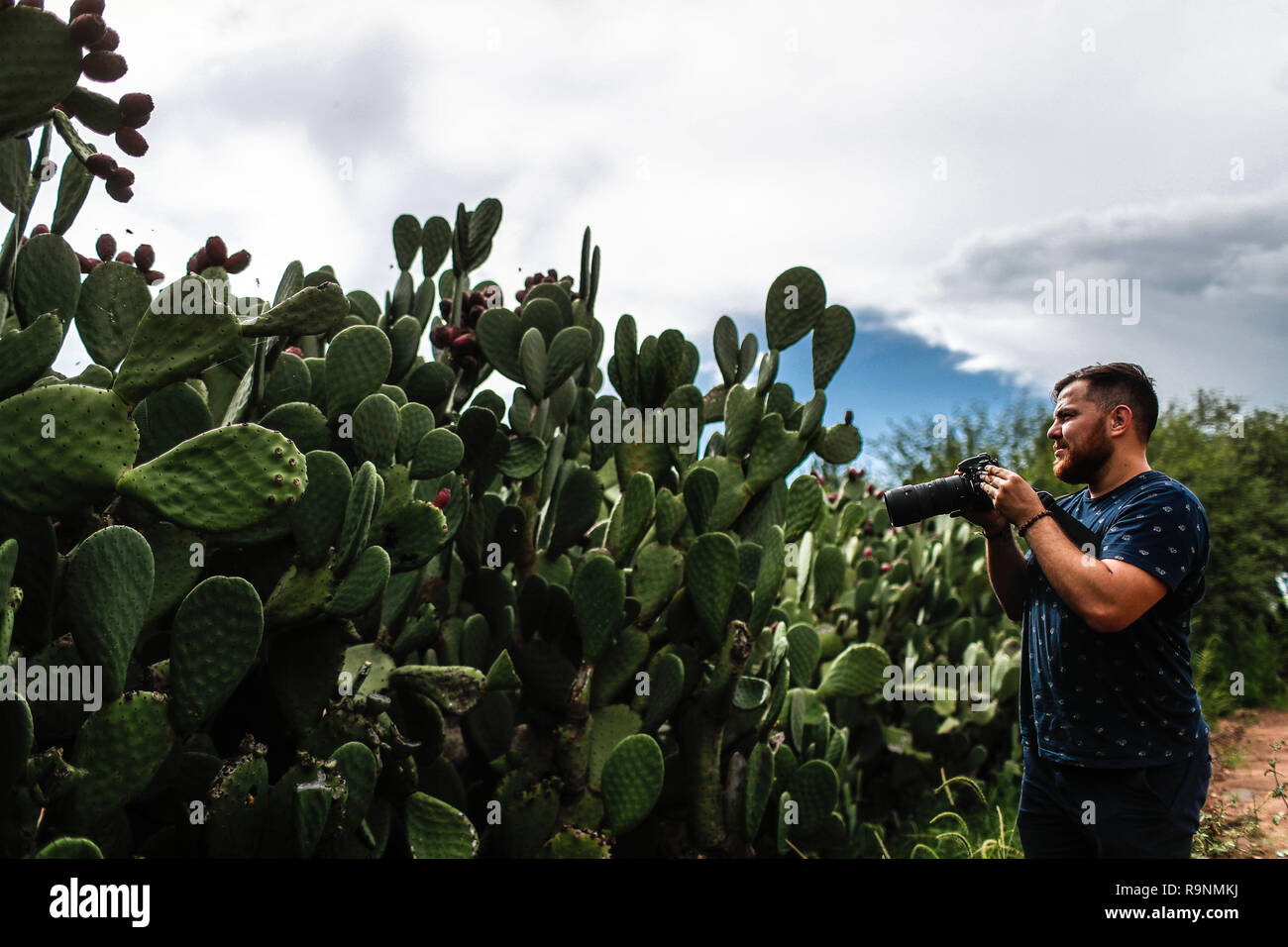 Misael Glauss toma una fotografia de las pencas de nopal en el municipio de Magdalena, Sonora, Mexico.    Pencas of the cactus. catus with tuna fruit. Stock Photo