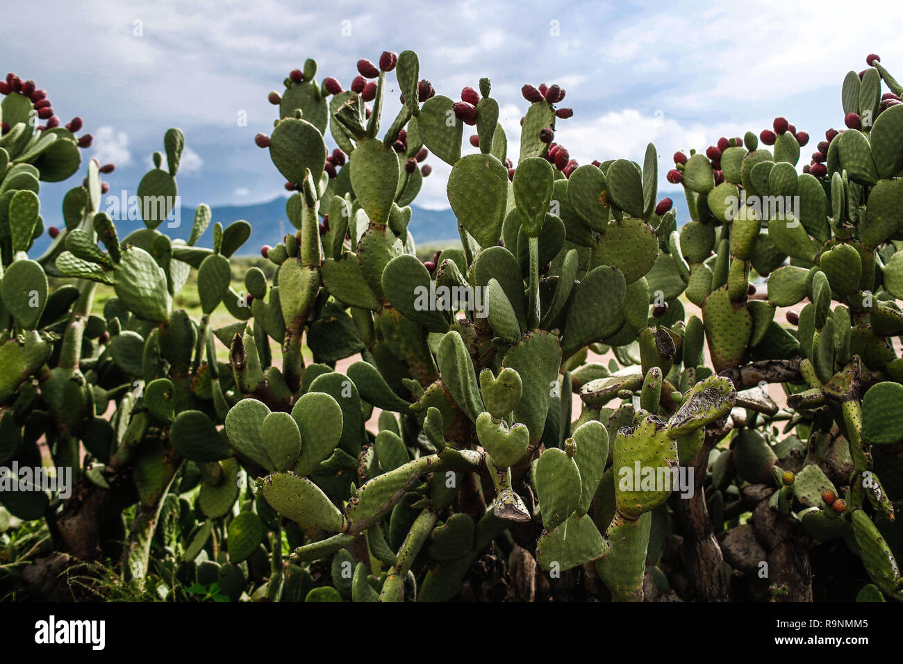 Pencas of the cactus. catus with tuna fruit. Opuntia ficusindica