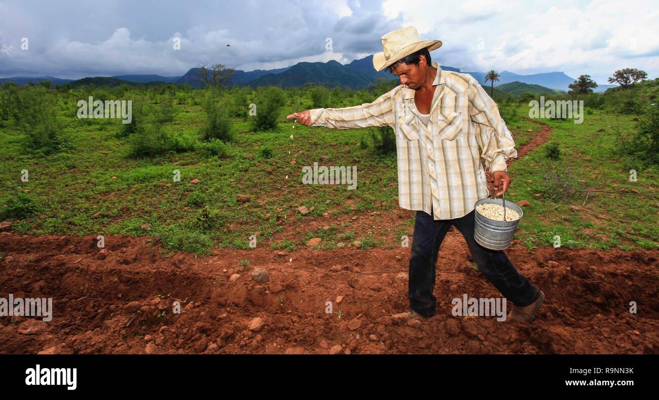 Organic corn Peasants from the community, Munihuaza in Álamos, Sonora work planting vegetables in the fields. c) a variety of organic corn species so  Stock Photo