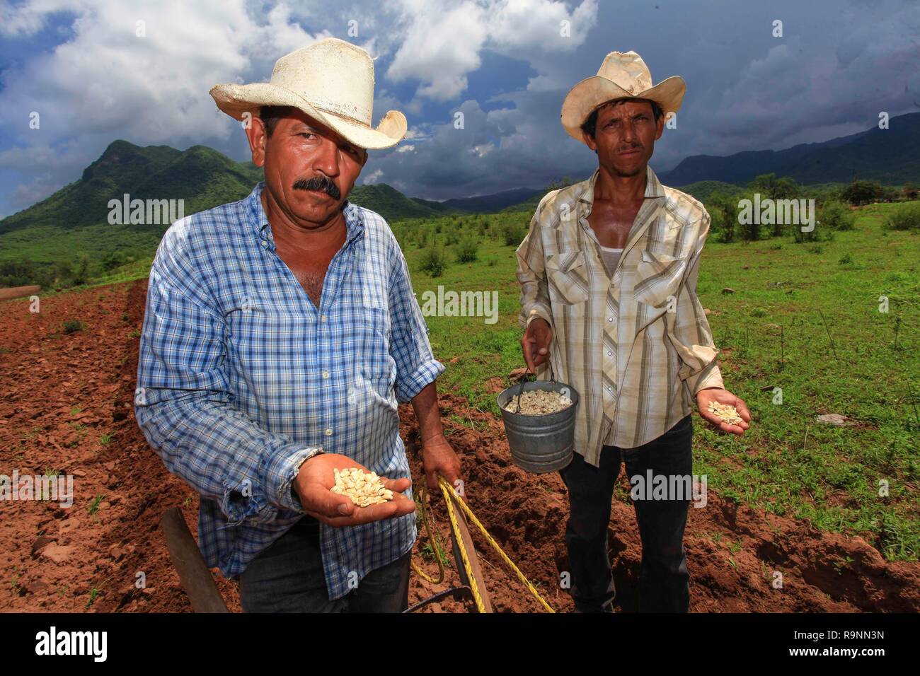 Organic corn Peasants from the community, Munihuaza in Álamos, Sonora work planting vegetables in the fields. c) a variety of organic corn species so  Stock Photo