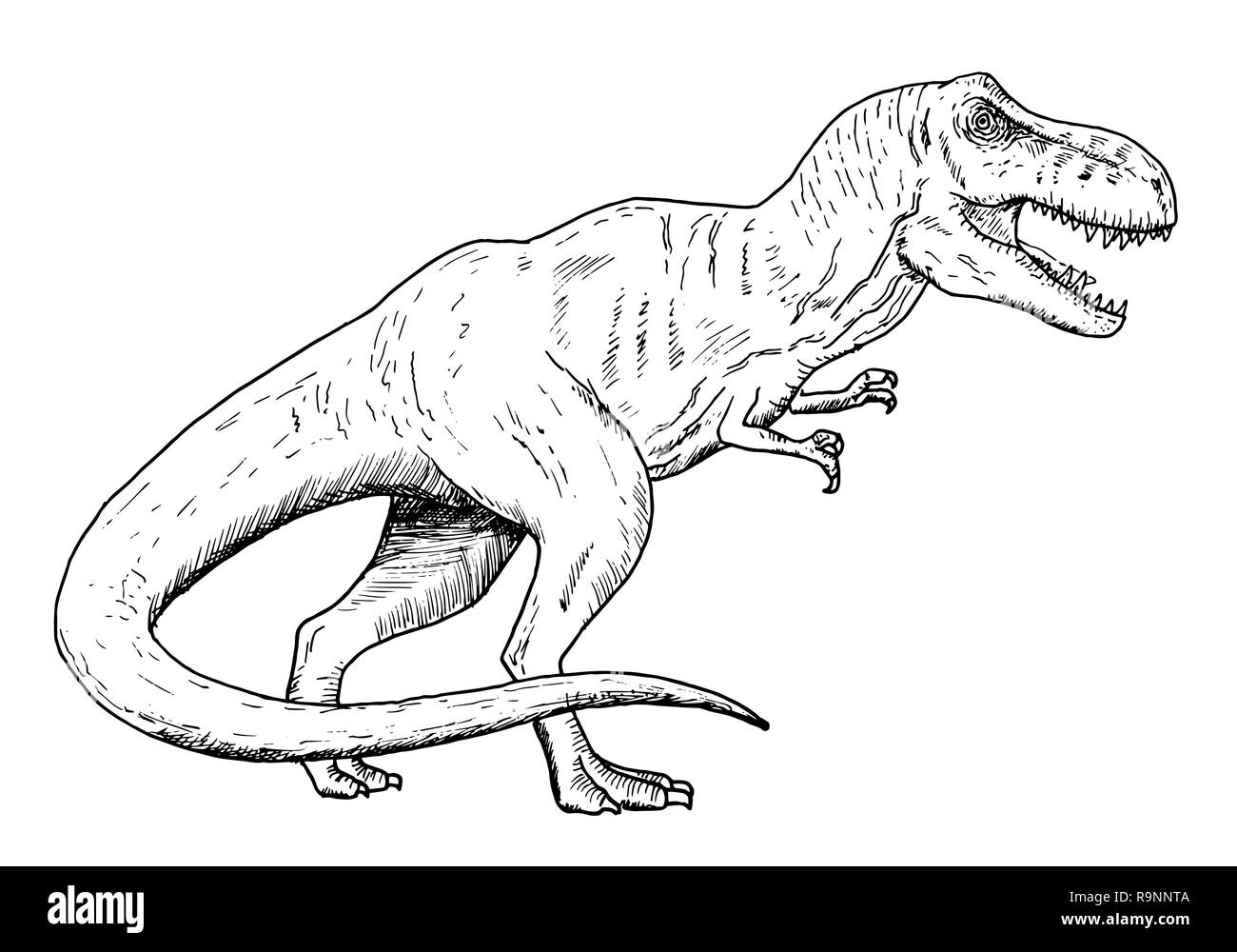 டைனோசர் மிருகமா ? பறவையா? Drawing-of-dinosaur-hand-sketch-of-tyrannosaurus-rex-black-and-white-illustration-R9NNTA
