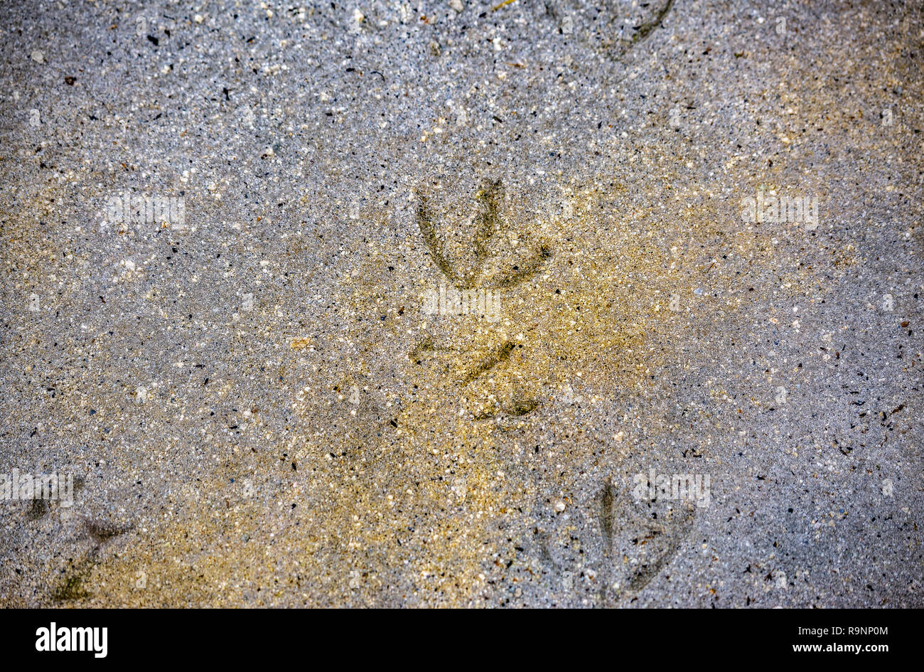 Bird Tracks On The Shore Of The Great Salt Lake Stock Photo Alamy bird-tracks-on-the-shore-of-the-great-salt-lake-stock-photo-alamy