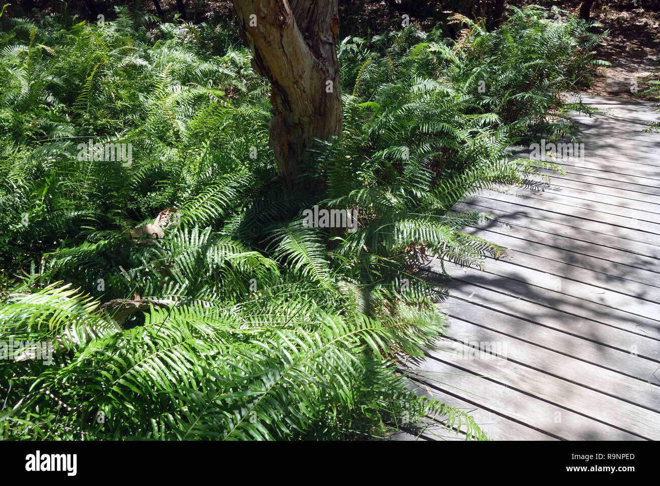 Ferns along Tanglewood Track, Noosa National Park, Sunshine Coast, Queensland, Australia Stock Photo