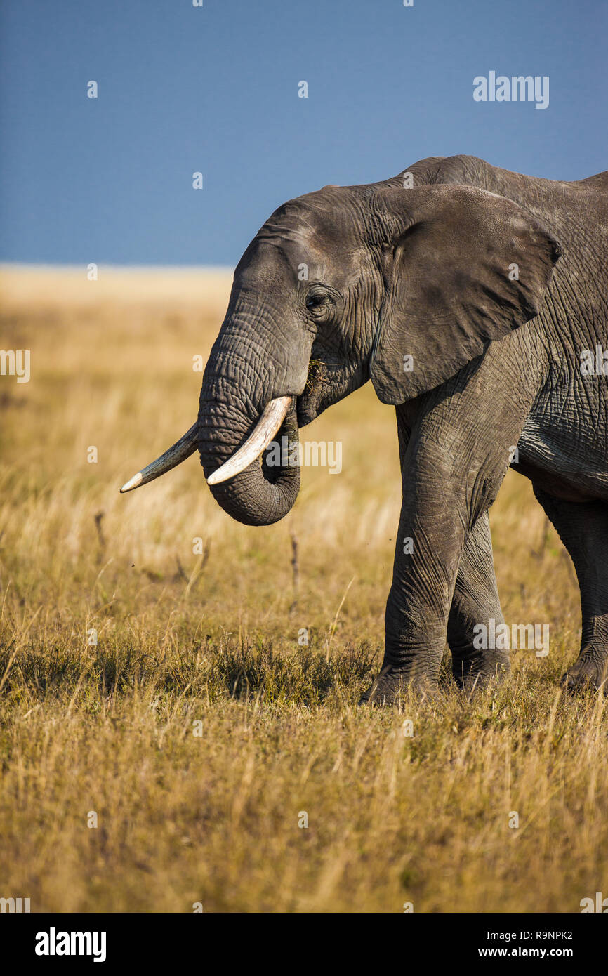 Bull elephant with huge ivory tusks protects the herd Stock Photo