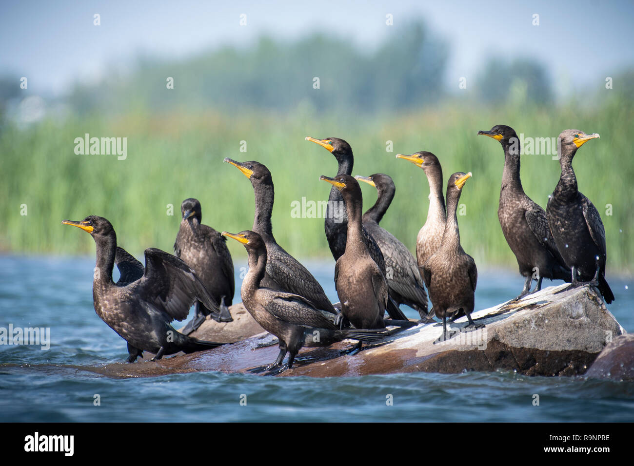 Doublecrested Cormorants resting near an island of the St. Lawrence