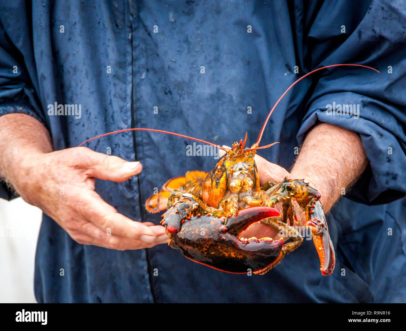 Maine Lobster boat demonstration on catching live lobster, banding