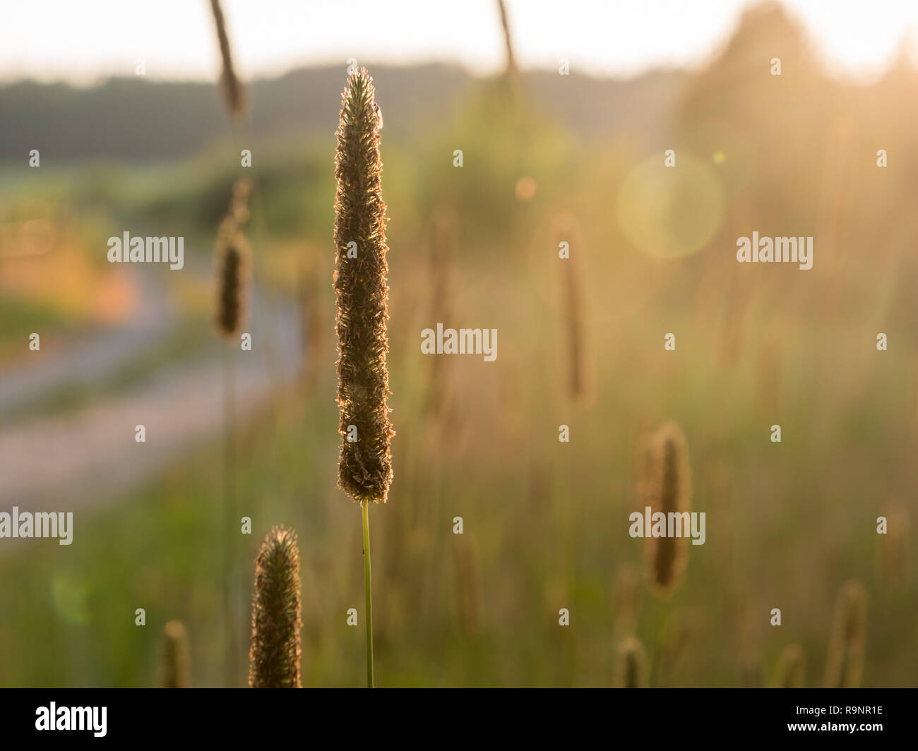 Timothy-grass spikes in evening light by a countryside road. Stock Photo