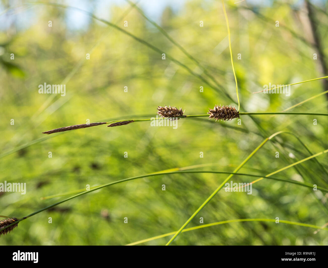 Slender sedge (Carex lasiocarpa) stem with spikes at a shore of a freshwater lake. Stock Photo