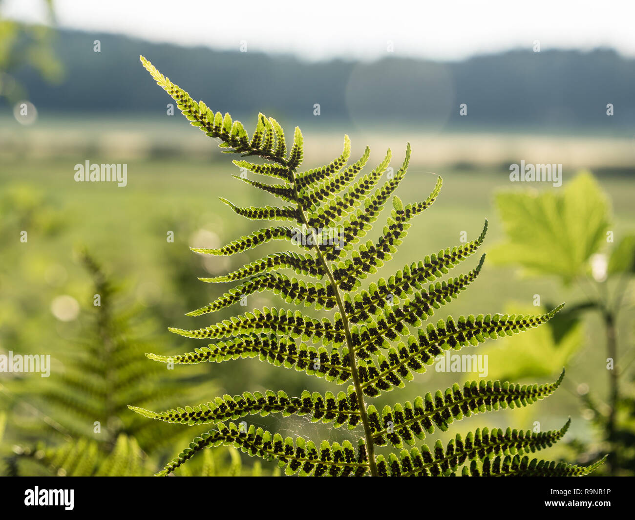 Underside of lady fern leaves with clusters of sporangia. Stock Photo