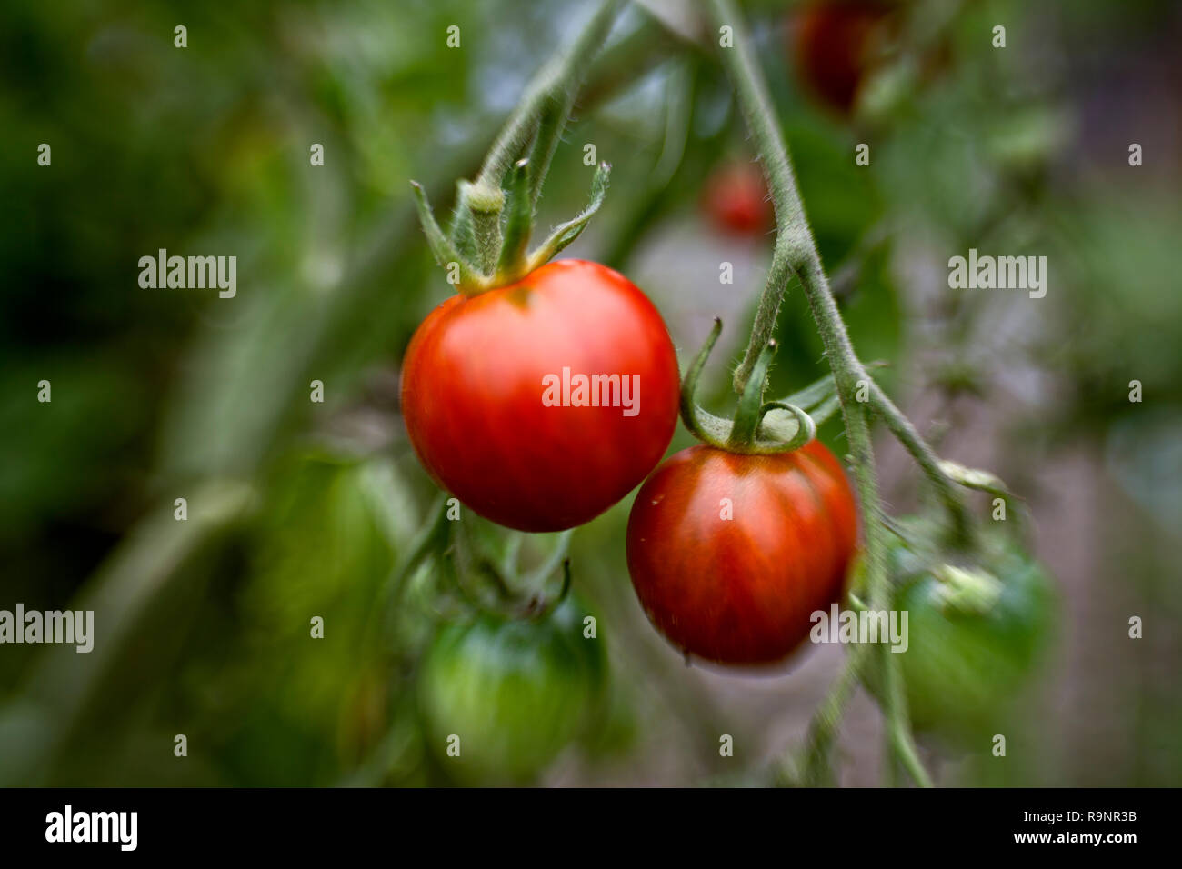 LB00015-00...WASHINGTON - Tomato grown in an urban garden. LensBaby photo. Stock Photo