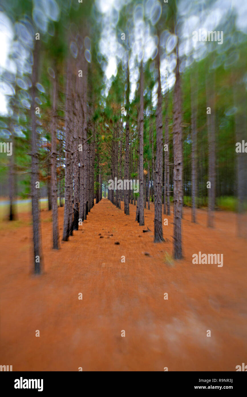 LB00044-00...NORTH CAROLINA  - Planted pine forest near Barnesville, Robeson County. Stock Photo